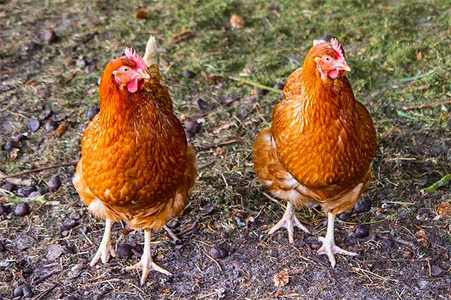 Gl&uuml;ckliche H&uuml;hner